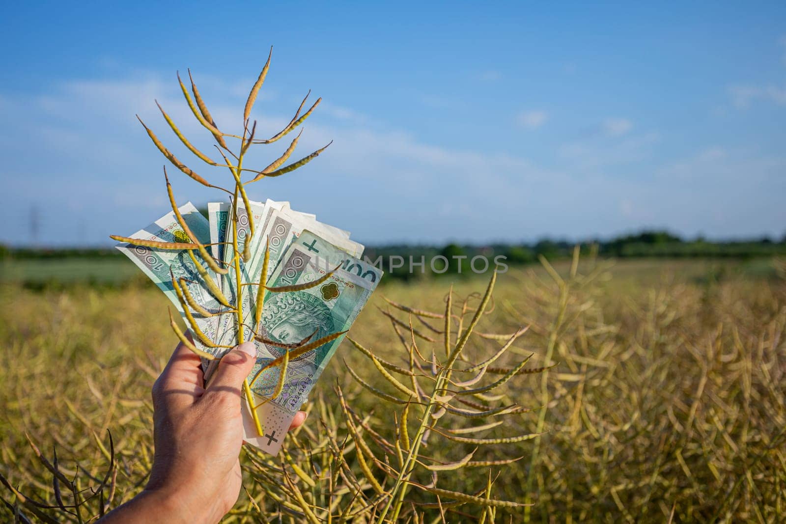 A brilliantly creative blend of nature and finance, showcasing vibrant money nestled amidst vast golden fields