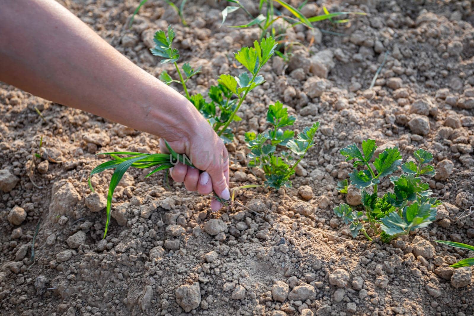 A skilled hand plants vibrant green herbs into nutrientrich soil, showcasing gardening techniques of art and science