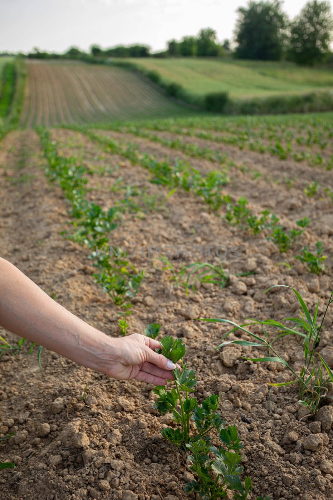 A hand is carefully inspecting lush green plants in a fertile, thriving field on a beautiful sunny day