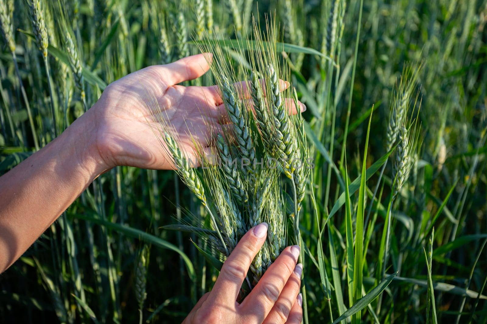 Human hands gently exploring ripe wheat heads in a vibrant green field, showcasing fresh agricultural practices