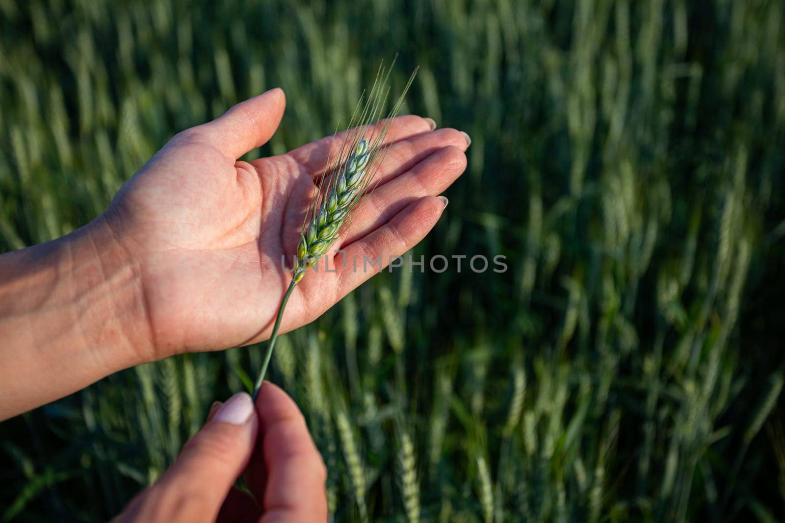 Closeup of hands examining a wheat plant, showcasing the intricate beauty of agriculture and growth