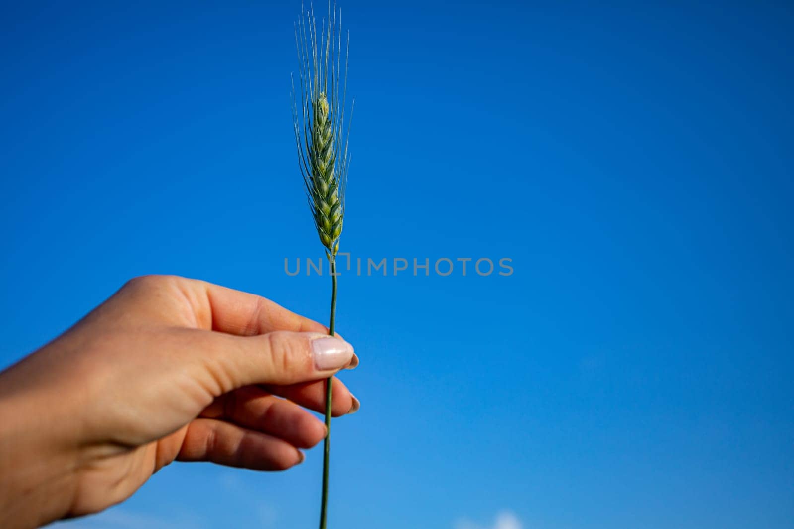 A gentle hand grasps a stalk of golden wheat under a vibrant blue sky, symbolizing nature and growth