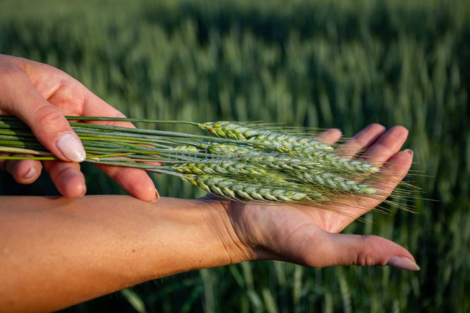 A detailed closeup view of hands gently holding ripe wheat ears, symbolizing the essence of agriculture and nature