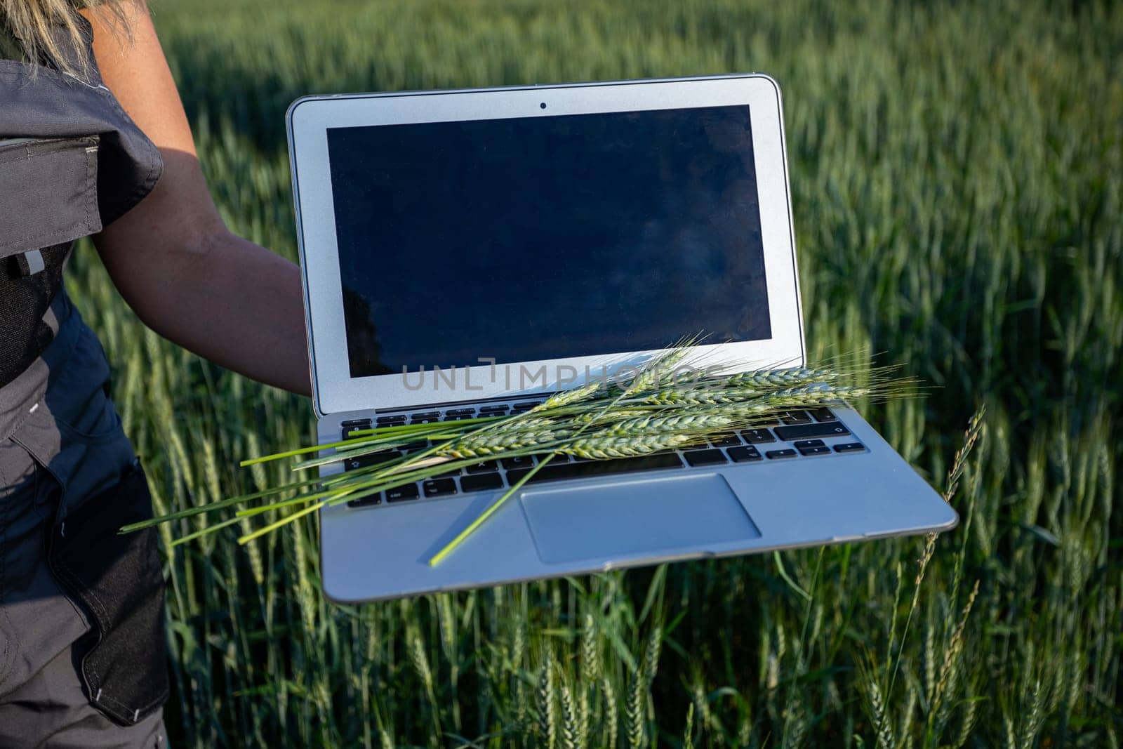 A laptop is held among lush green wheat, symbolizing the beautiful blend of technology and nature together