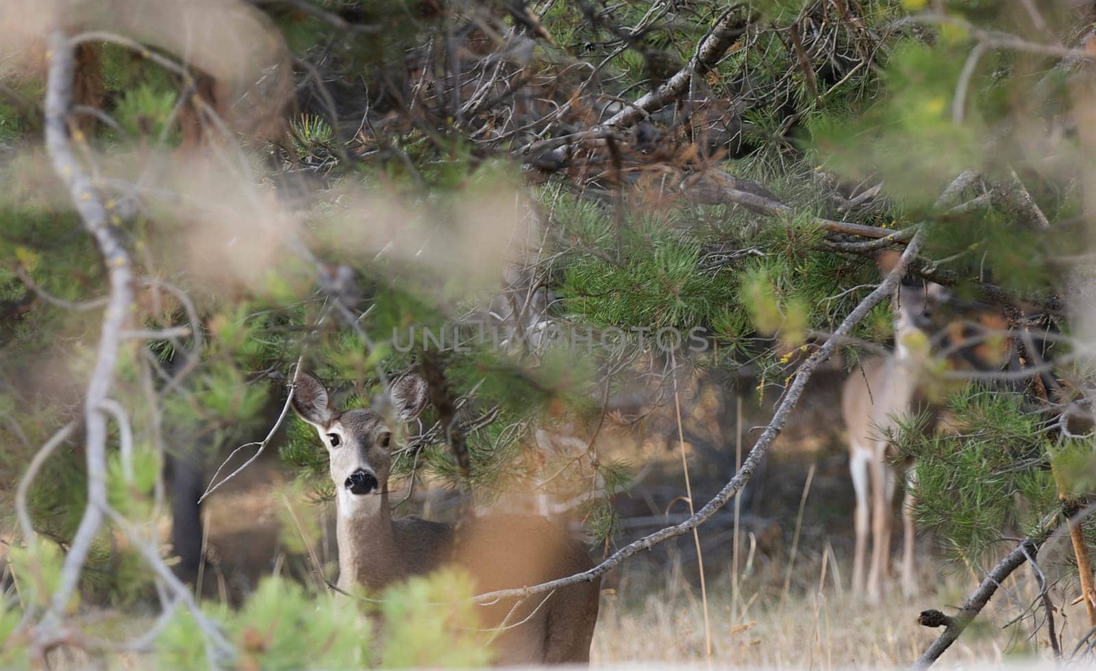 A wild deer stands camouflaged among dense forest foliage, peering curiously through the branches. Nature's beauty and the deer's cautious presence highlight survival instincts in the wilderness.