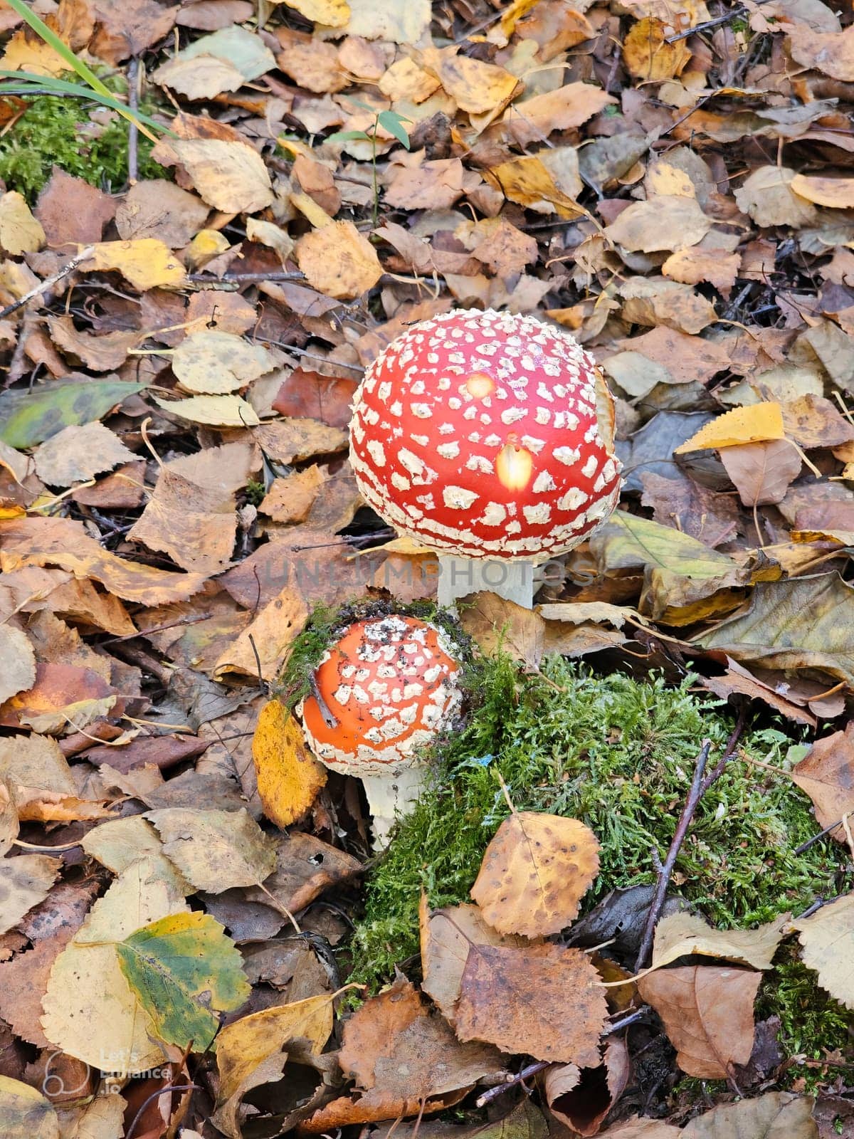 a lone fly agaric with a red spotted hat on a blurry autumn forest background., Fly agaric - Amantia muscaria , A colorful mushroom among fallen leaves. High quality photo