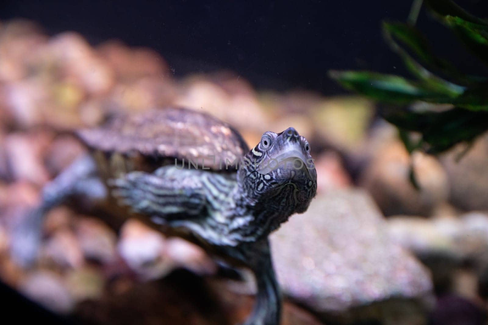 A close-up shot of a turtle swimming leisurely in an aquarium. The detailed patterns on its shell and skin are visible, creating a serene and natural ambiance.