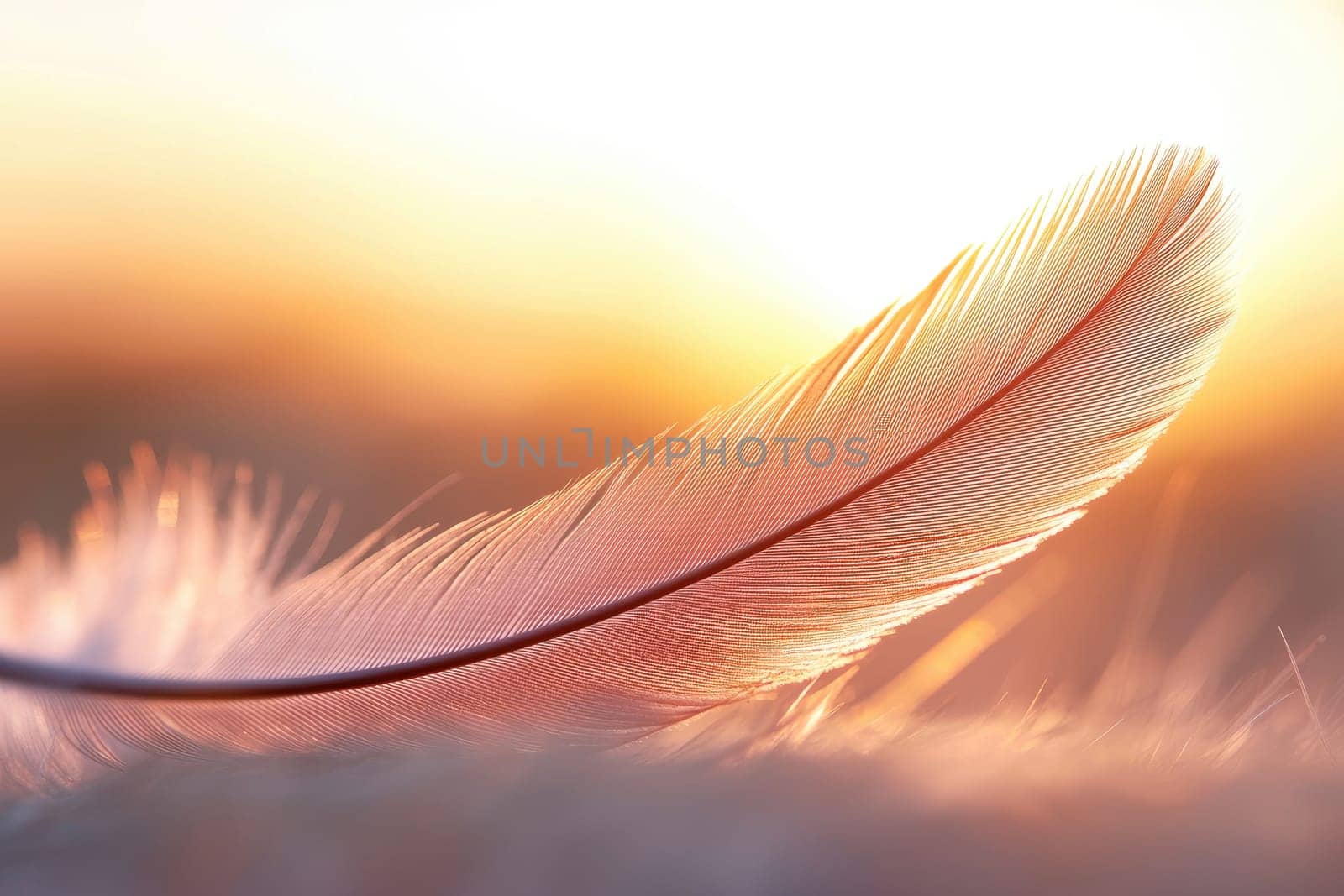 A feather is shown in a close up of a field with the sun in the background. The feather is light pink and has a delicate appearance. Concept of tranquility and beauty
