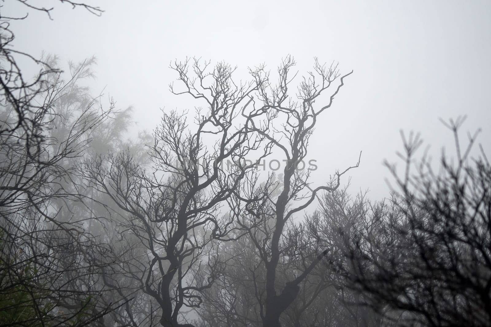 A foggy forest with bare trees, creating a mysterious and eerie atmosphere near Bromo mountain, Indonesia.