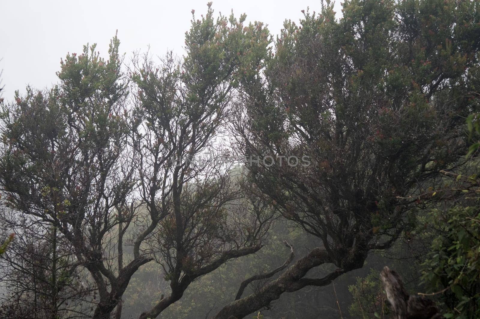 A foggy forest with bare trees, creating a mysterious and eerie atmosphere near Bromo mountain, Indonesia.