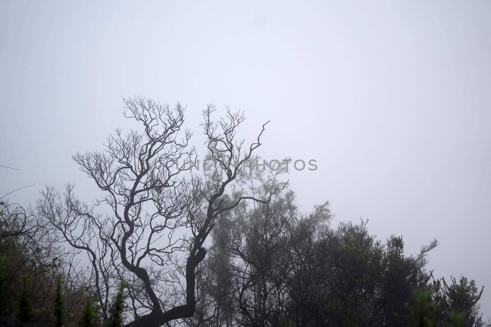 A foggy forest with bare trees, creating a mysterious and eerie atmosphere near Bromo mountain, Indonesia.