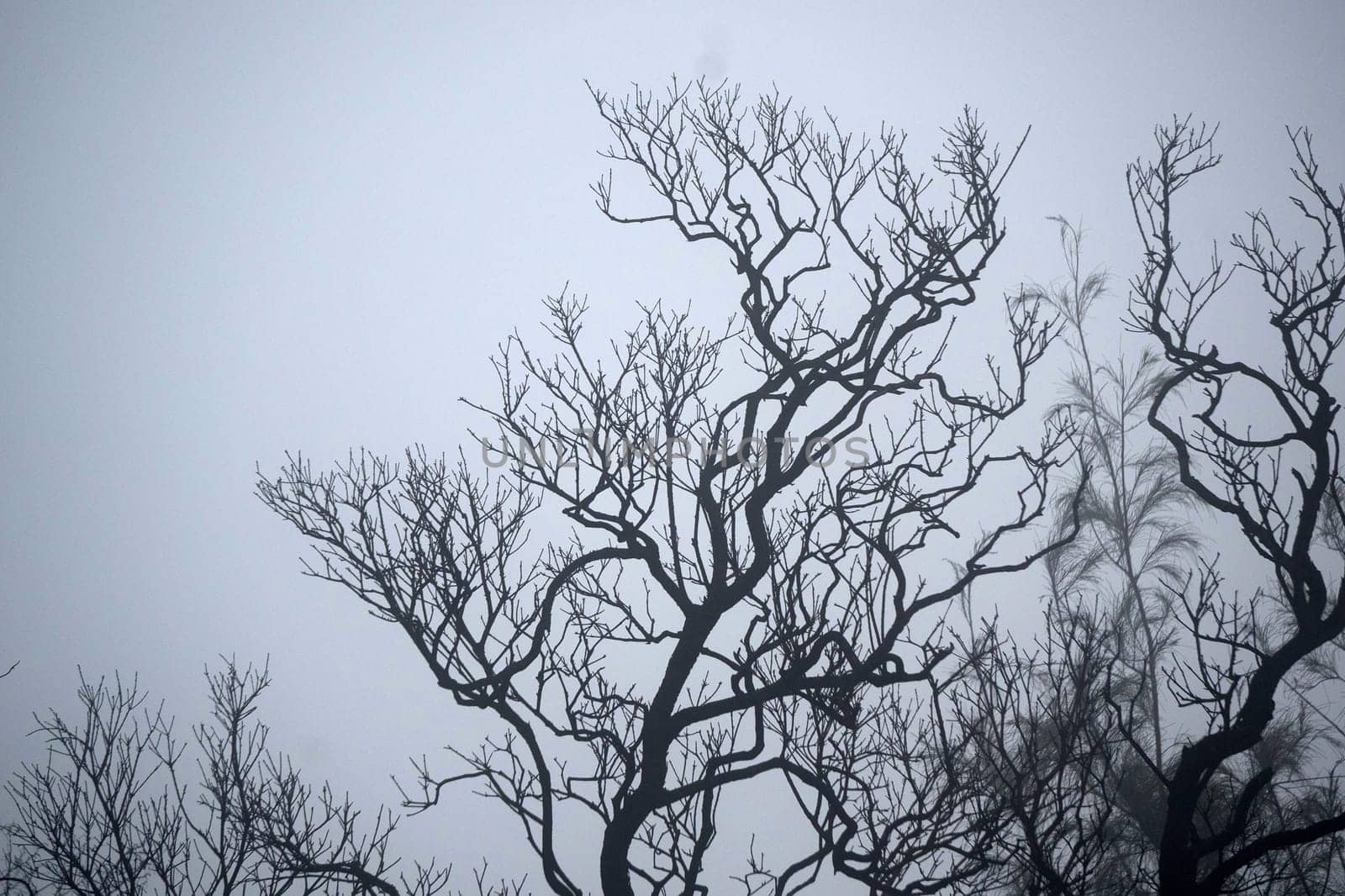 A foggy forest with bare trees, creating a mysterious and eerie atmosphere near Bromo mountain, Indonesia.