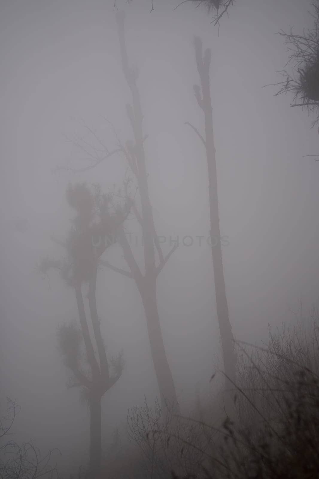 A foggy forest with bare trees, creating a mysterious and eerie atmosphere near Bromo mountain, Indonesia.