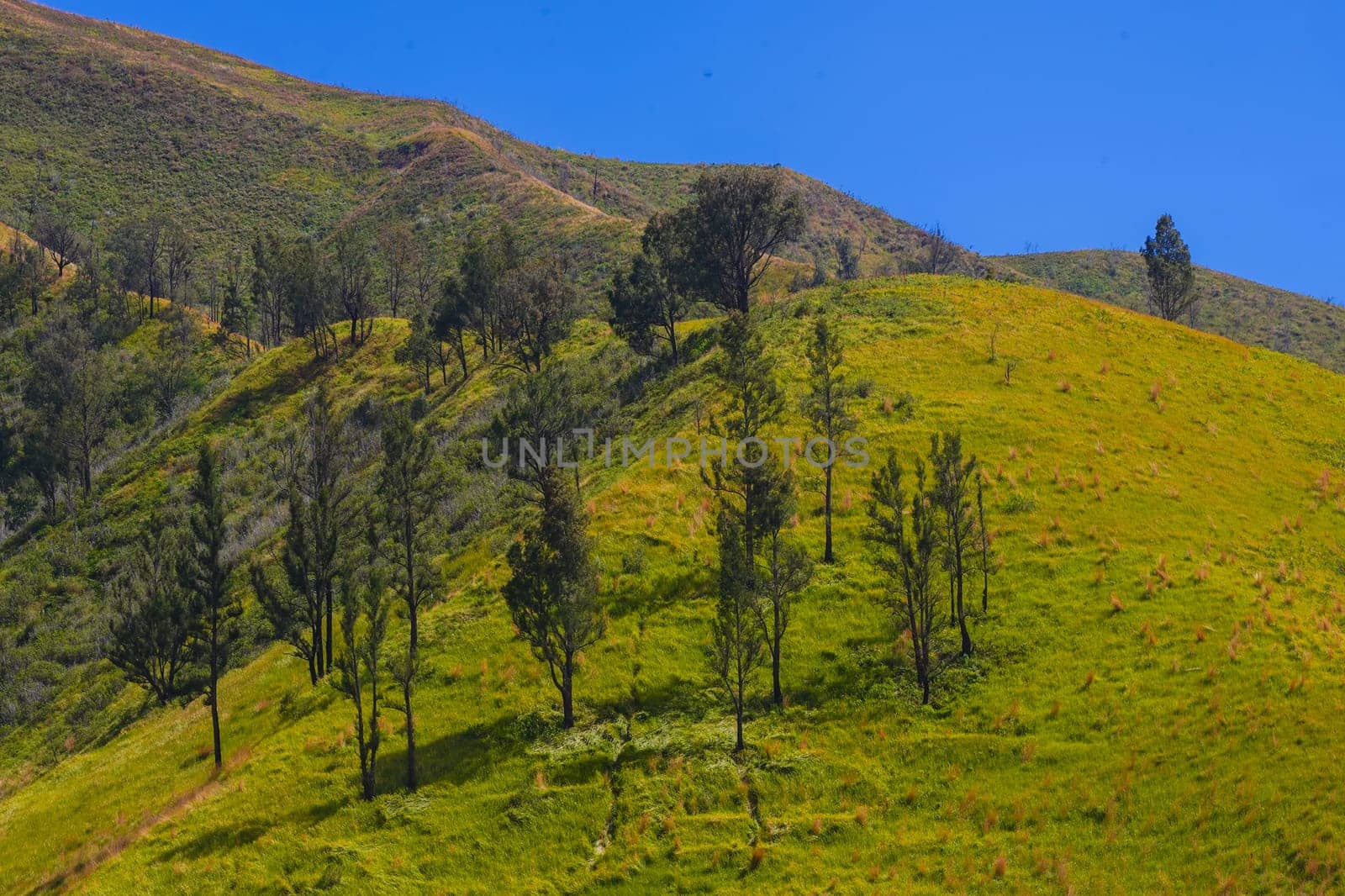 A picturesque view of rolling hills covered in lush green grass and dotted with scattered trees. The sky is a brilliant blue, creating a striking contrast with the vibrant landscape near Bromo, East Java.
