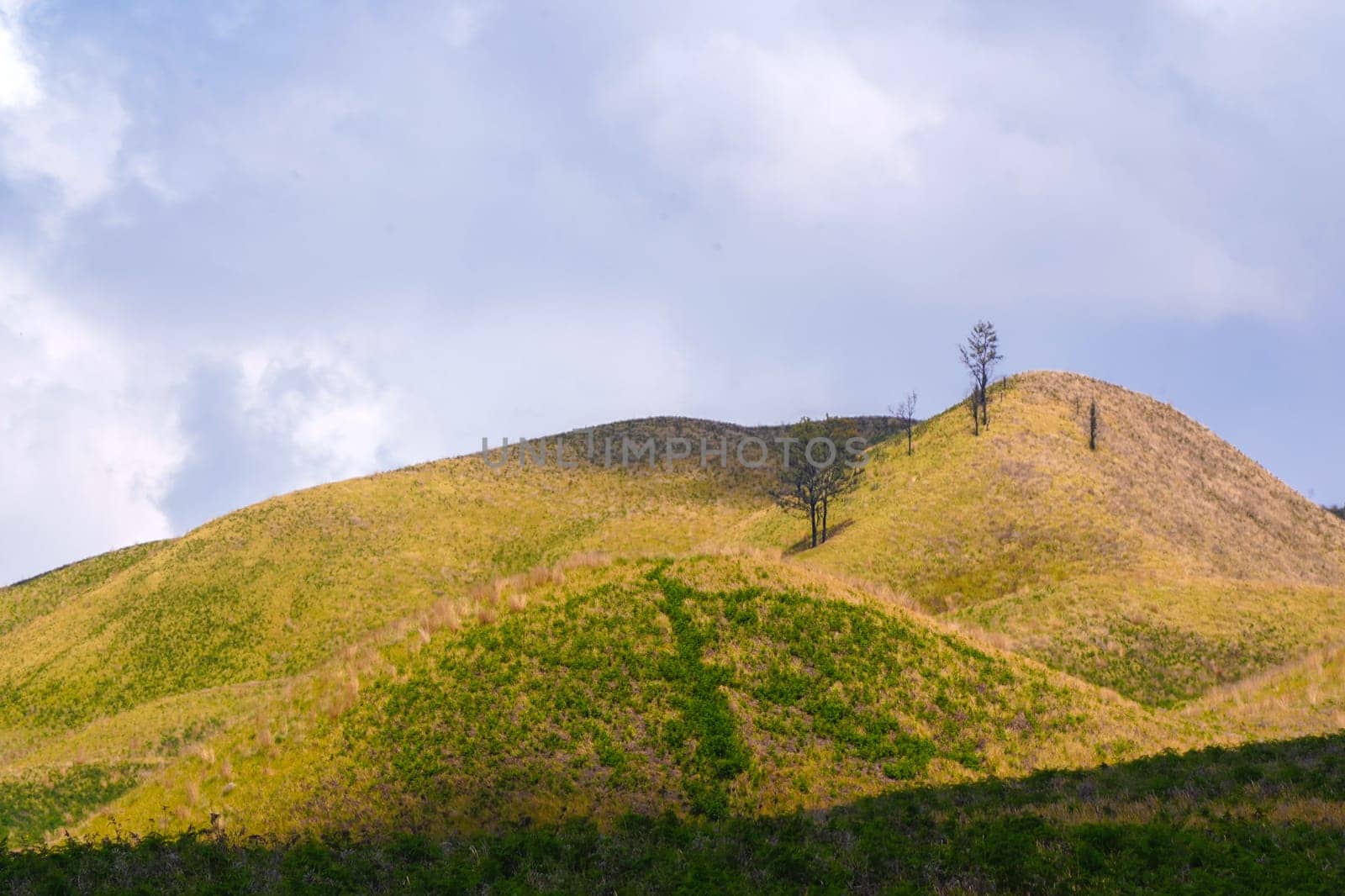 A picturesque view of rolling hills covered in lush green grass and dotted with scattered trees. The landscape stretches towards a distant horizon under a clear blue sky near Bromo, Indonesia