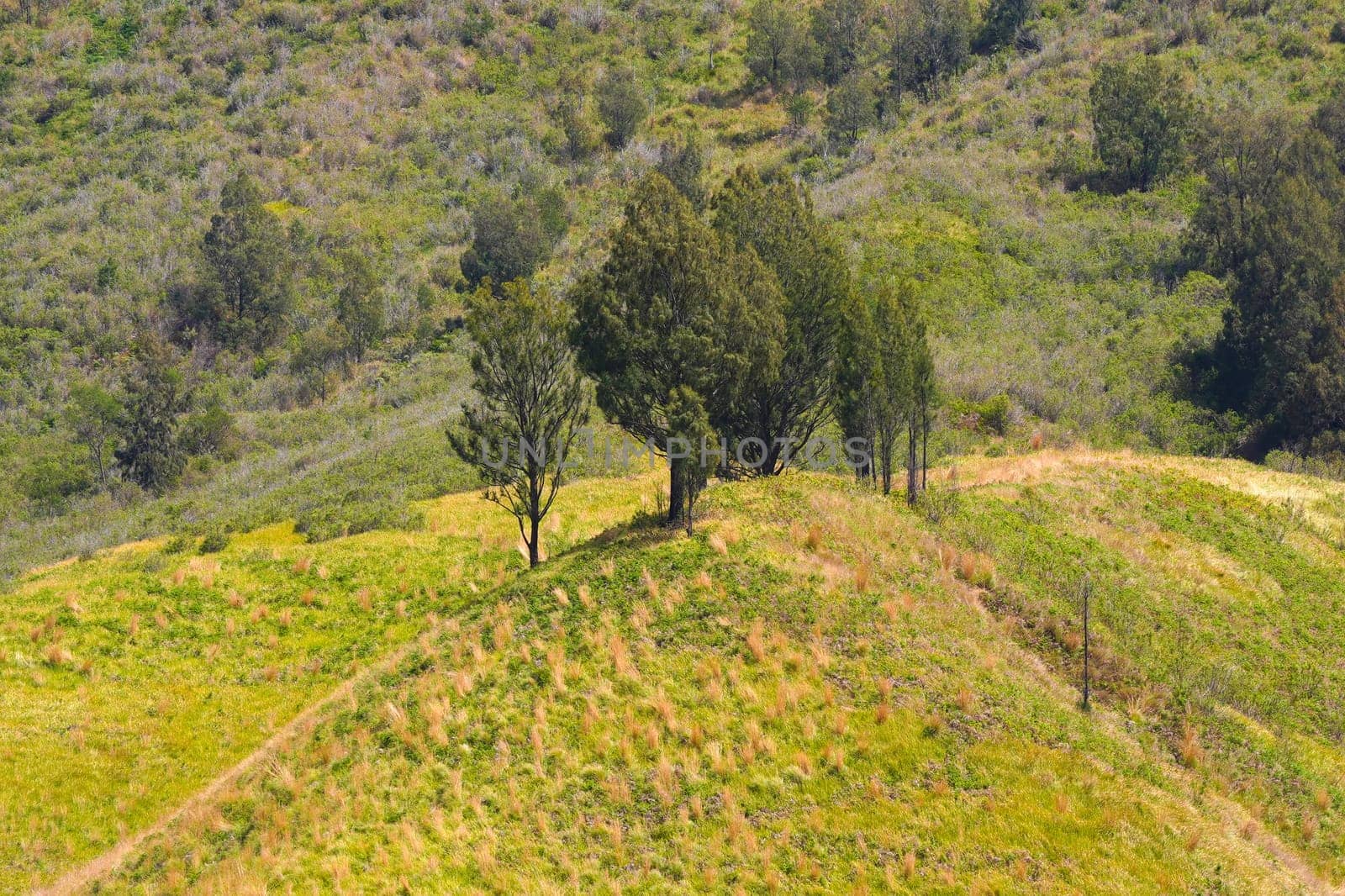 A picturesque view of rolling hills covered in lush green grass and dotted with scattered trees. The landscape stretches towards a distant horizon under a clear blue sky near Bromo, Indonesia