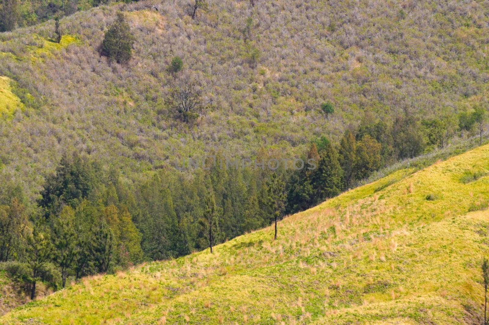 A picturesque view of rolling hills covered in lush green grass and dotted with scattered trees. The landscape stretches towards a distant horizon under a clear blue sky near Bromo, Indonesia
