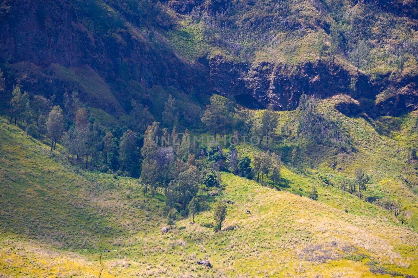 A picturesque view of rolling hills covered in lush green grass and dotted with scattered trees. The landscape stretches towards a distant horizon under a clear blue sky near Bromo, Indonesia