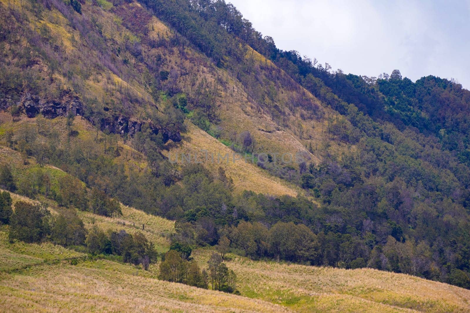 A scenic view of rolling hills covered with lush green vegetation and scattered trees, under a cloudy sky near Bromo, Indonesia