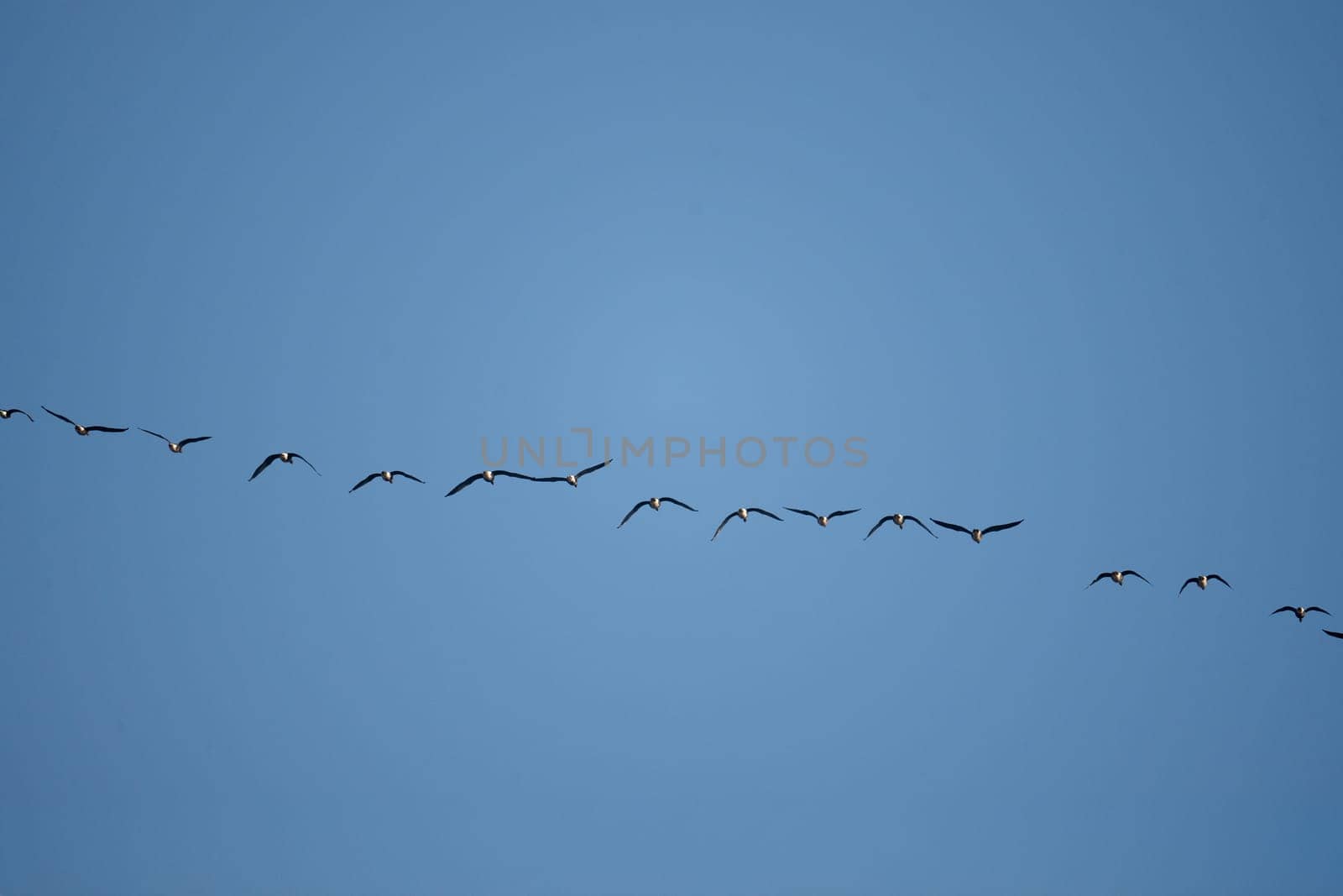 Flock Of Birds Flies Against Sky Backdrop In Formation