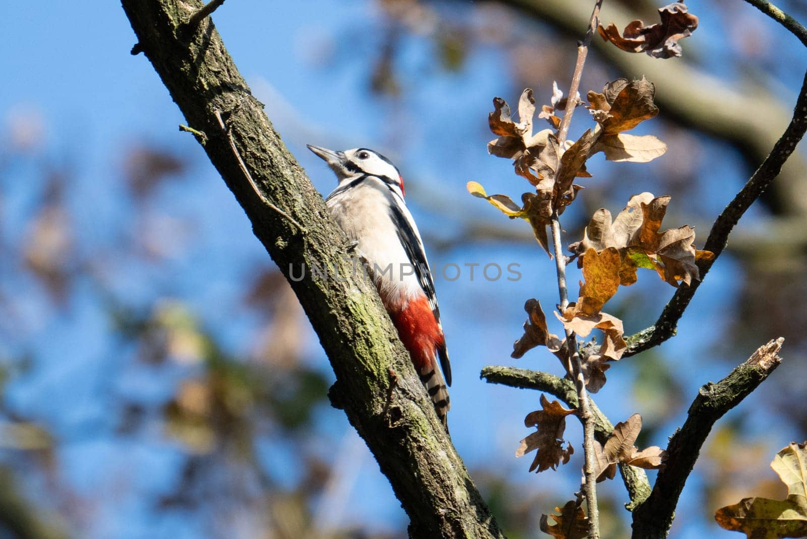Great Spotted Woodpecker On Tree Showcases Nature'S Vibrant Beauty