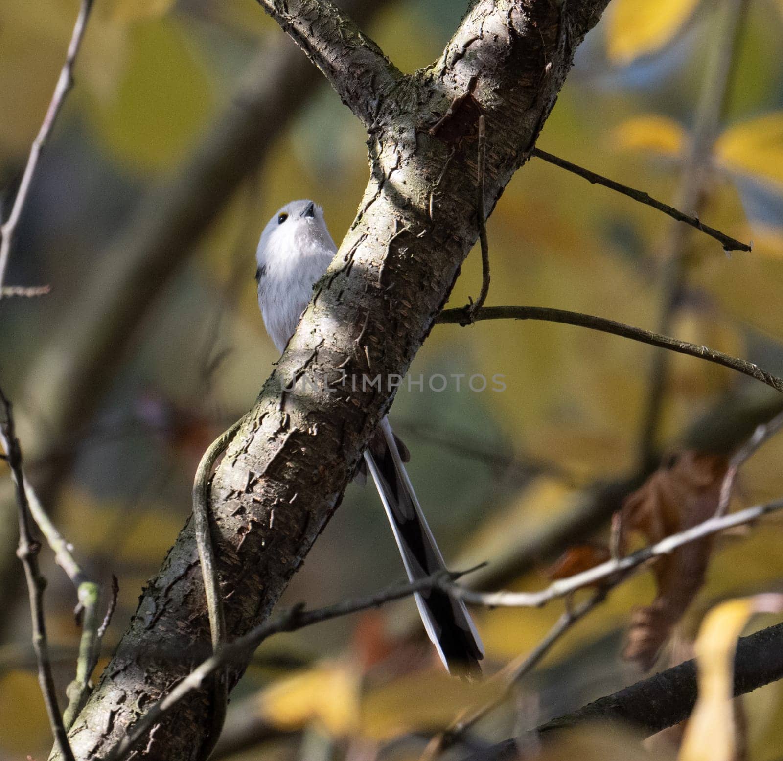 Long-Tailed Tit Perches On Tree