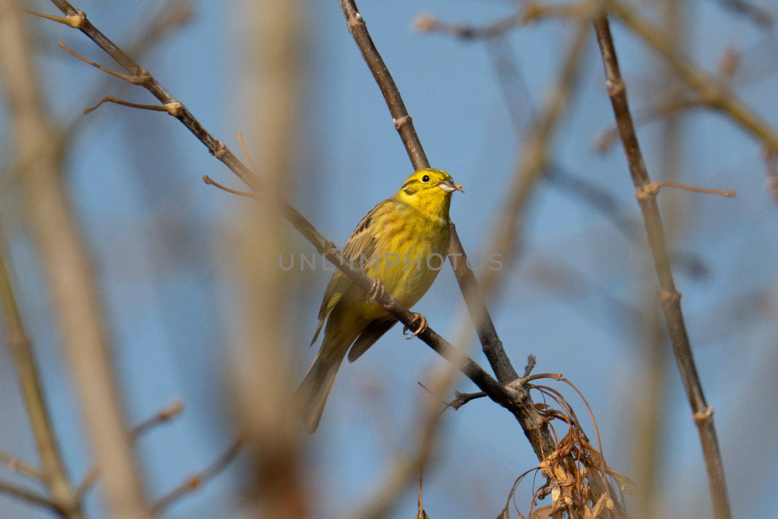 Yellowhammer On Tree Is A Common Sight