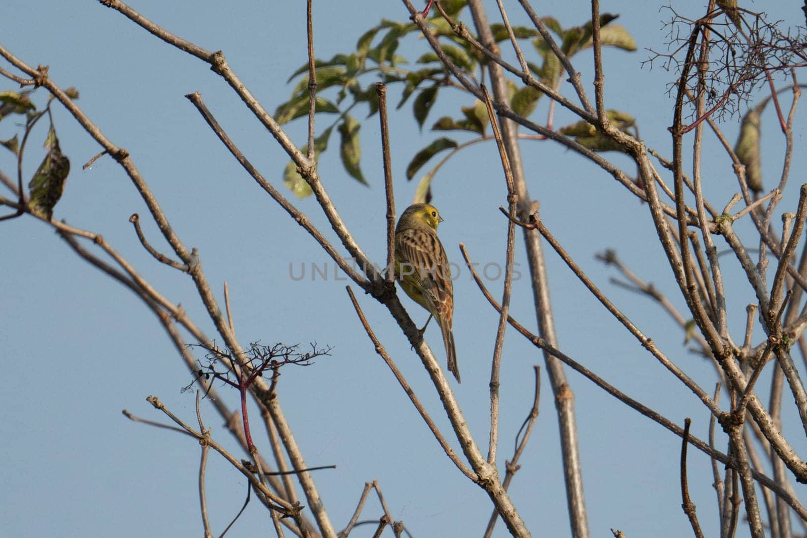 Yellowhammer On Tree Is A Common Sight