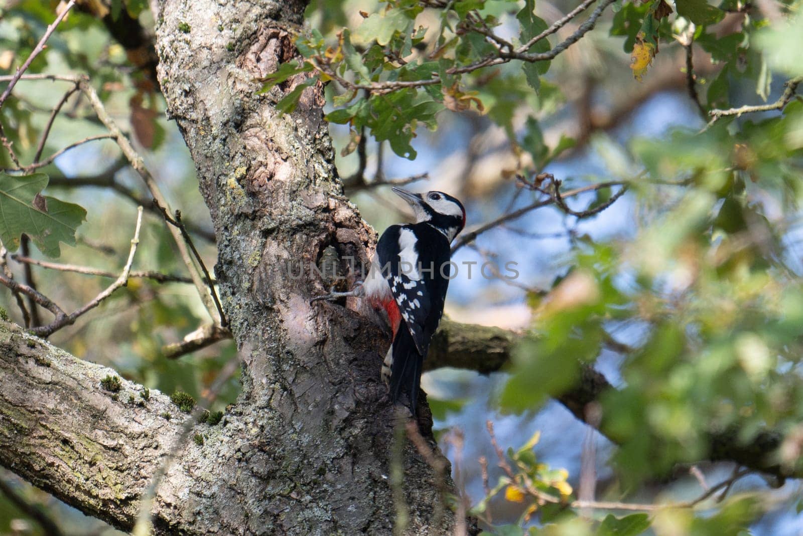 Great Spotted Woodpecker On Tree Showcases Nature'S Vibrant Beauty