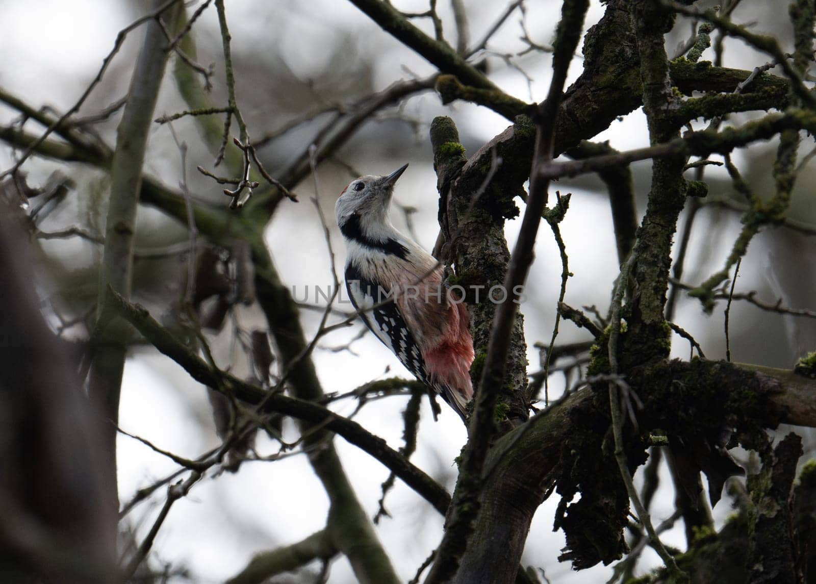 Great Spotted Woodpecker On Tree Showcases Nature'S Vibrant Beauty