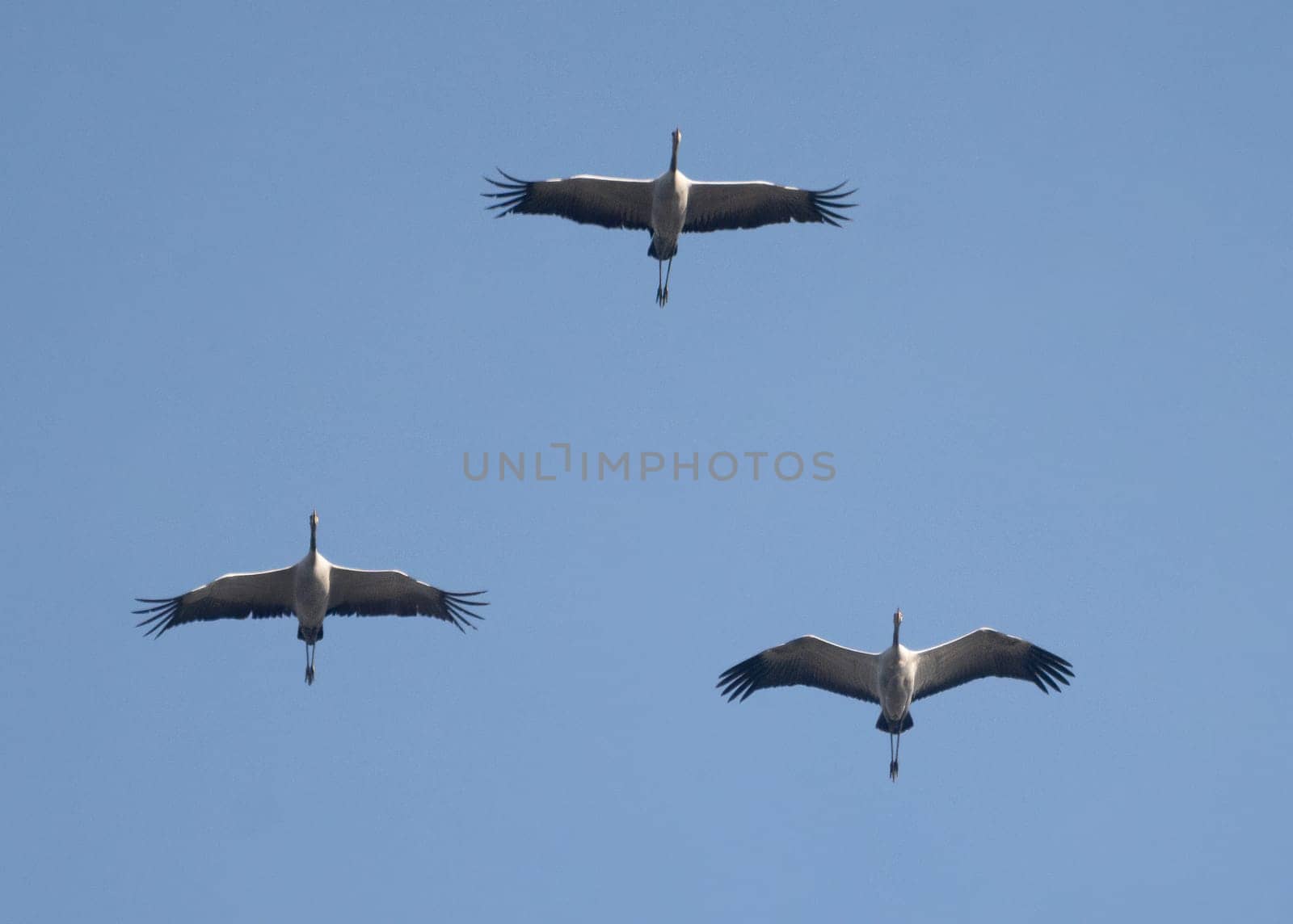 Three Mute Swans, Shipun In Flight, Grace Sky'S Backdrop