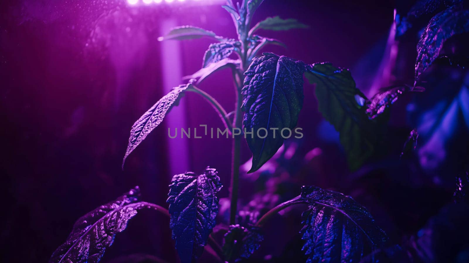 Houseplant is growing healthy and lush under a purple led grow light