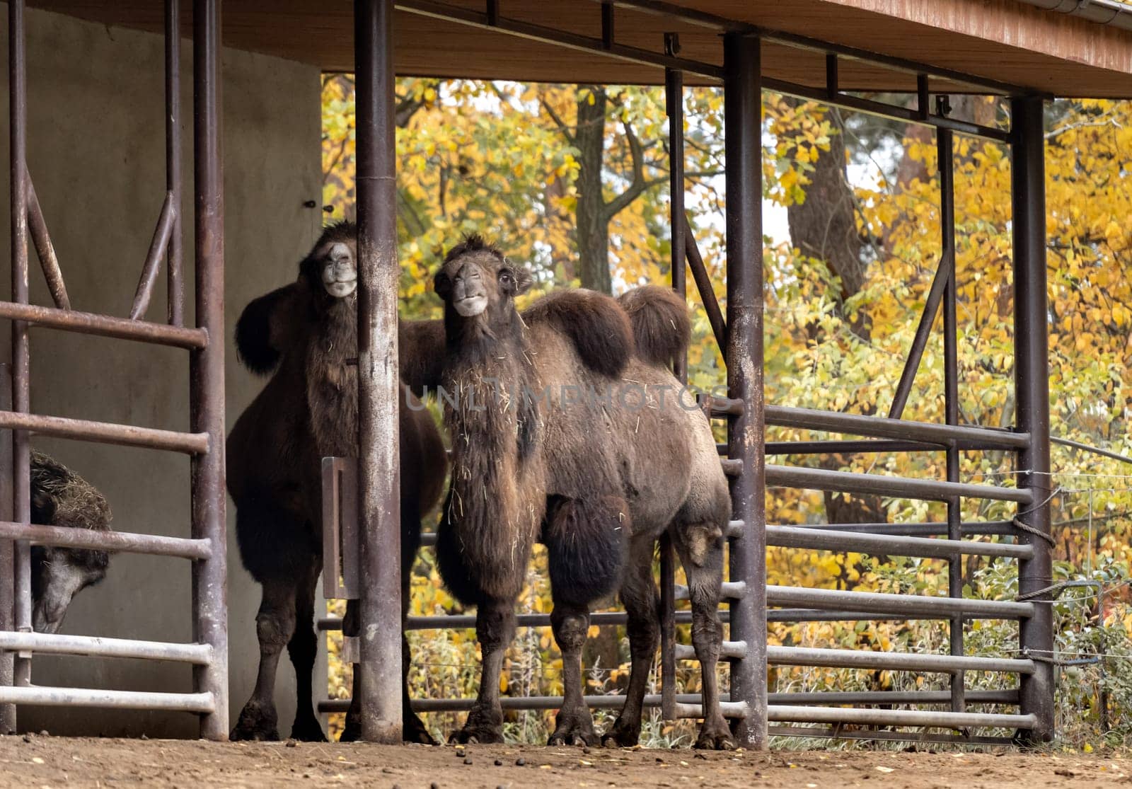 Bactrian Camels On Farm Exhibit Unique Beauty With Their Two Humps