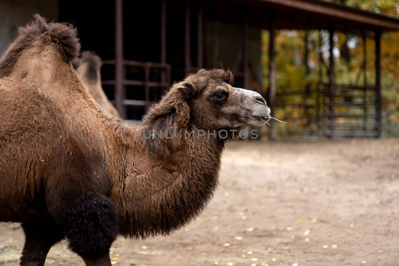 Close-Up Portrait Captures Majestic Two-Humped Camel In Detail