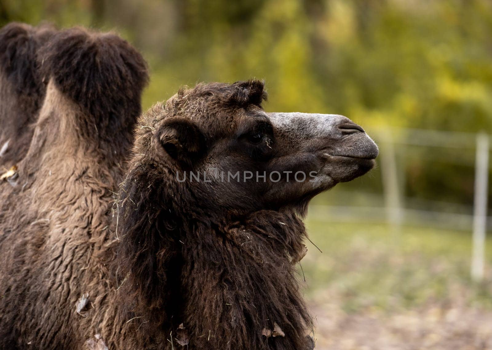 Close-Up Portrait Captures Majestic Two-Humped Camel In Detail