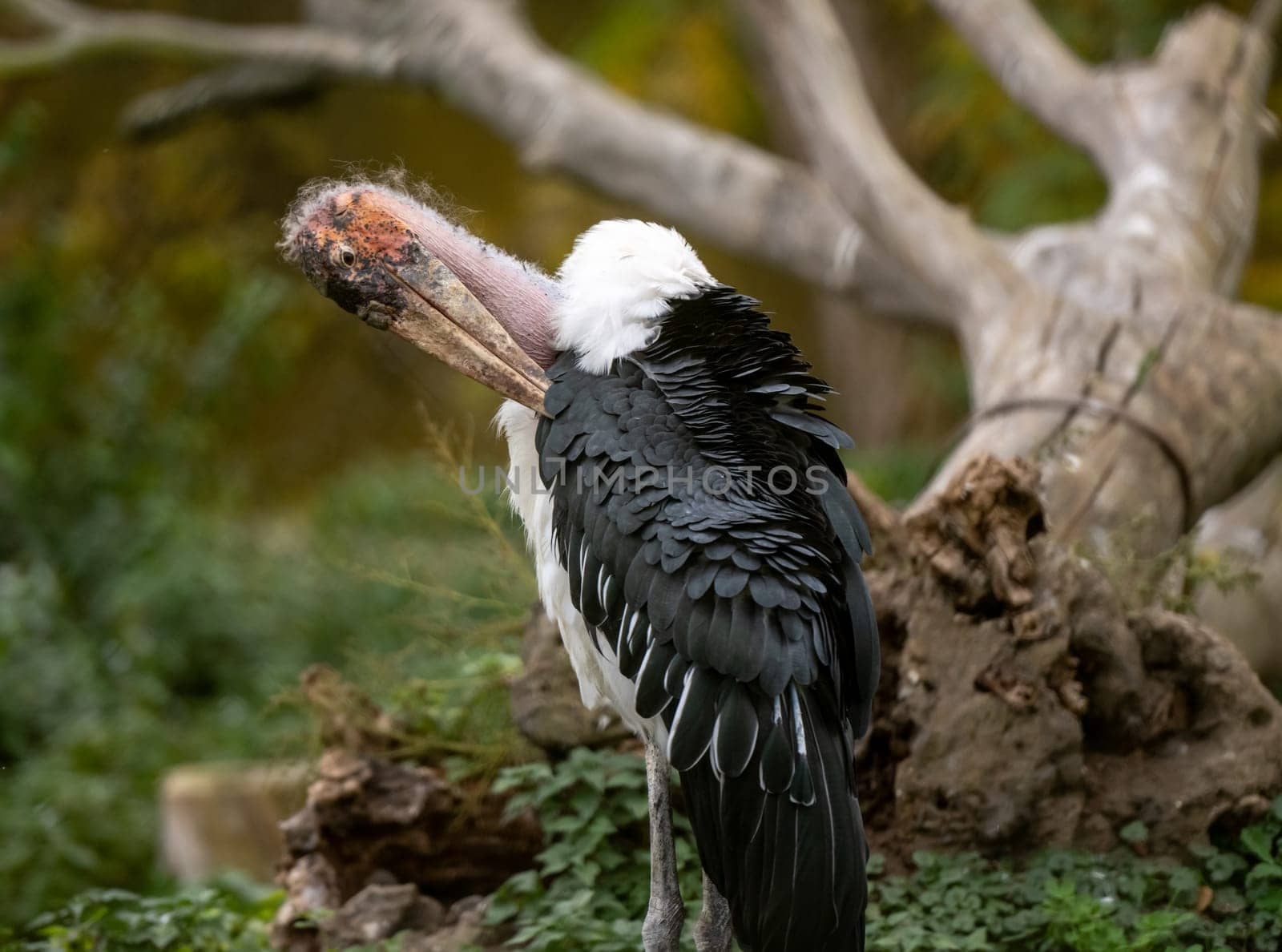Marabou Stork Stands Against Autumn Trees Backdrop