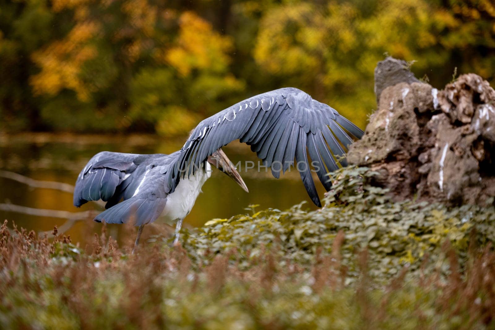 Stork Marabou Stands Near Lake In Autumn