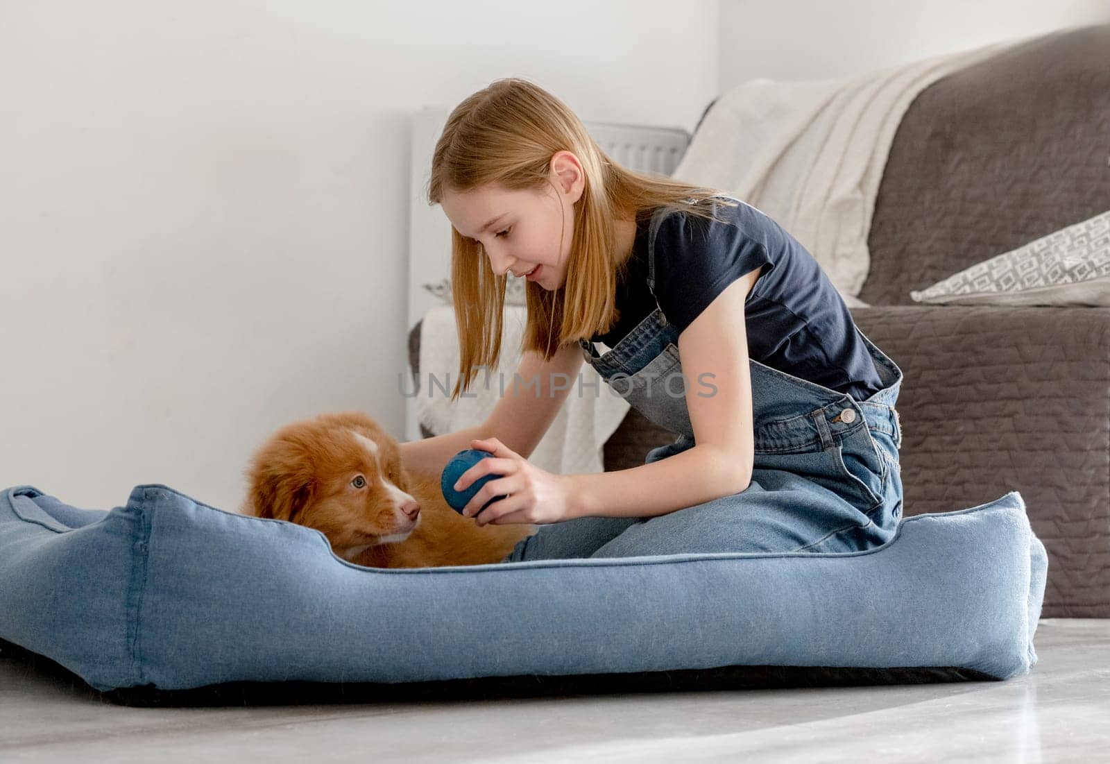 Little Girl Plays Ball With Toller Puppy In Blue Dog Bed, A Nova Scotia Duck Tolling Retriever