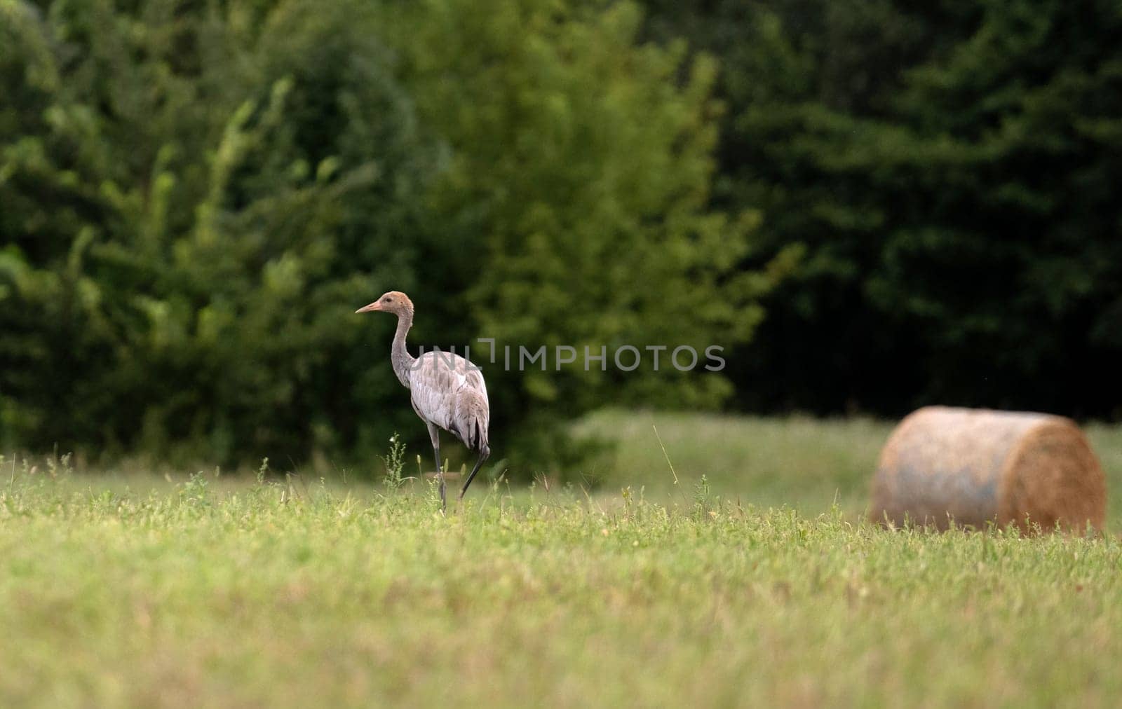 Grey Crane Chick In Field Stands Tall, Observing Surroundings With Curiosity