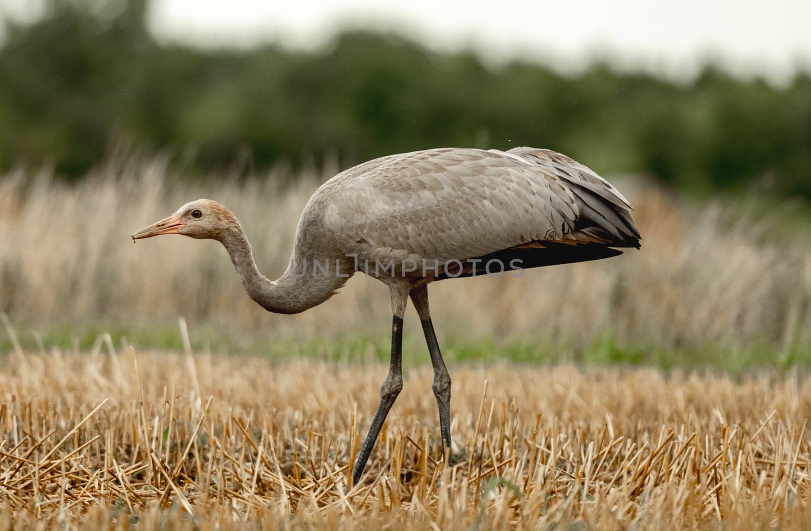 Grey Crane Chick In Field Stands Tall, Observing Surroundings With Curiosity