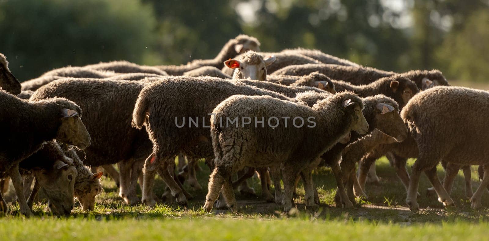 Flock Of Sheep At Sunset Paints Serene Picture
