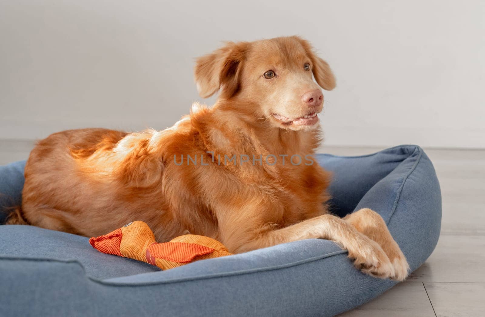 Orange Toy Duck Lies With Toller Dog In Blue Bed, A Nova Scotia Duck Tolling Retriever