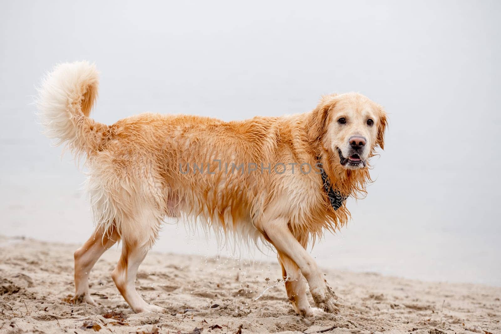 Golden Retriever With A Scarf Around Its Neck Stands In Water Near The Shore, A True Water-Loving Dog