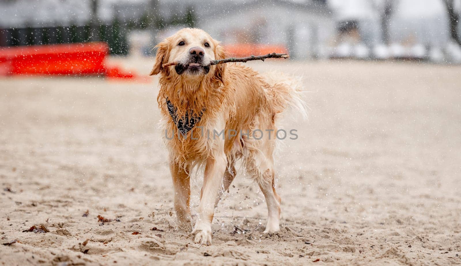 Golden Retriever Dog Plays In Lake With Stick In Mouth