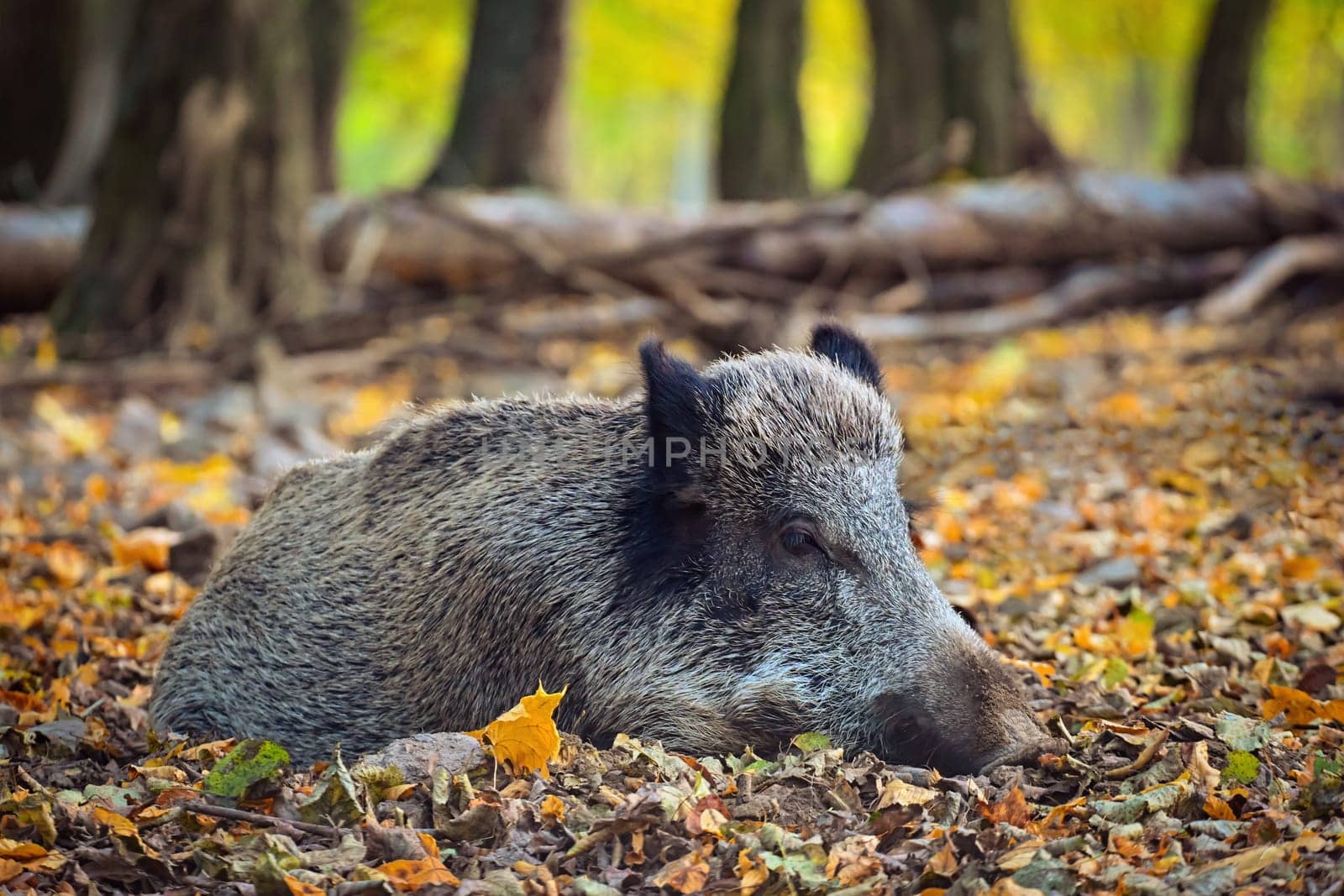 Beautiful pigs wild in nature. Wild boar. Animal in the forest