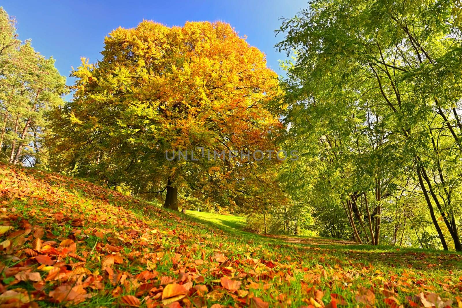 Beautiful colourful autumn landscape in the Czech Republic. Colorful trees in nature in autumn season. Seasonal concept for outdoor activities.