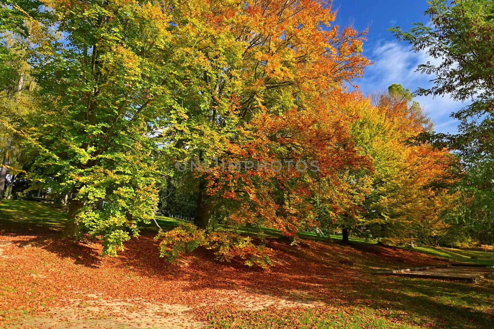 Beautiful colourful autumn landscape in the Czech Republic. Colorful trees in nature in autumn season. Seasonal concept for outdoor activities.