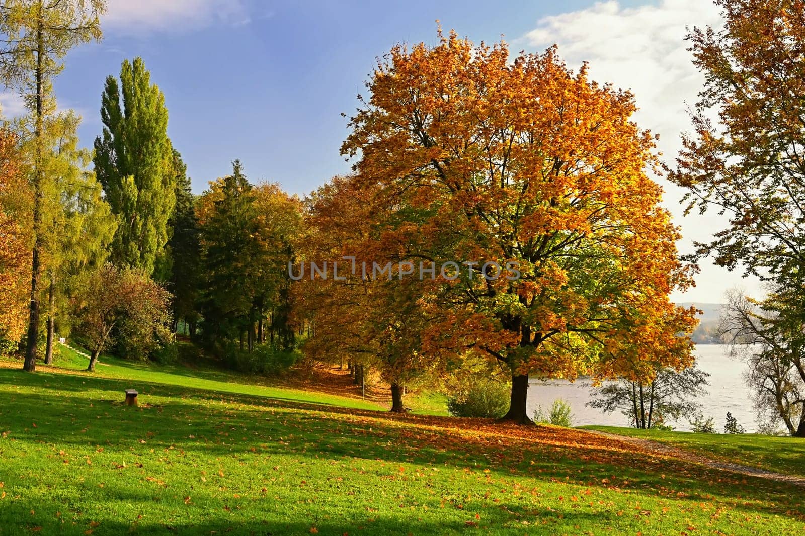 Autumn background with colorful trees. Nature with landscape. Seasonal concept for fall.