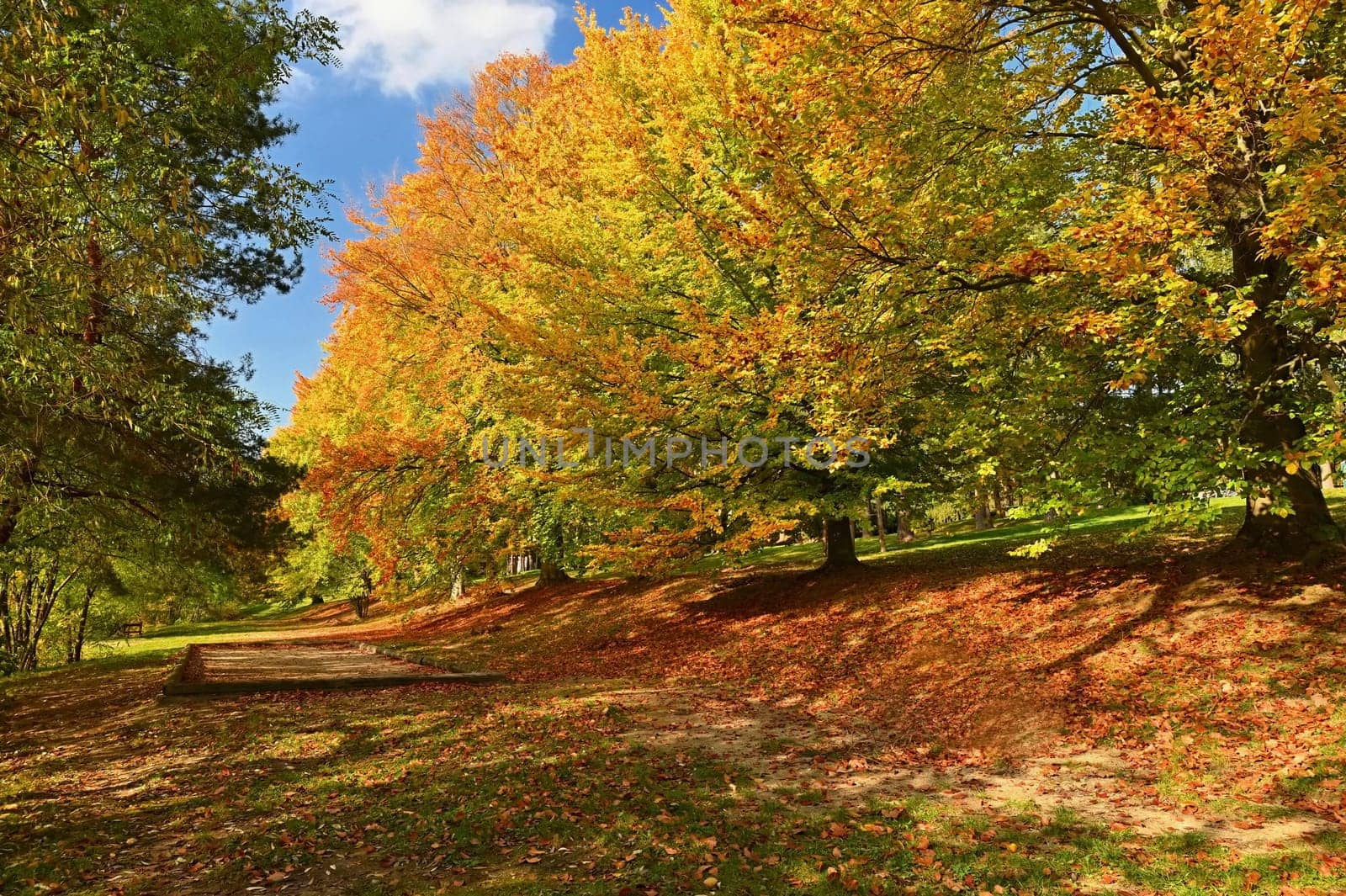 Autumn background with colorful trees. Nature with landscape. Seasonal concept for fall.