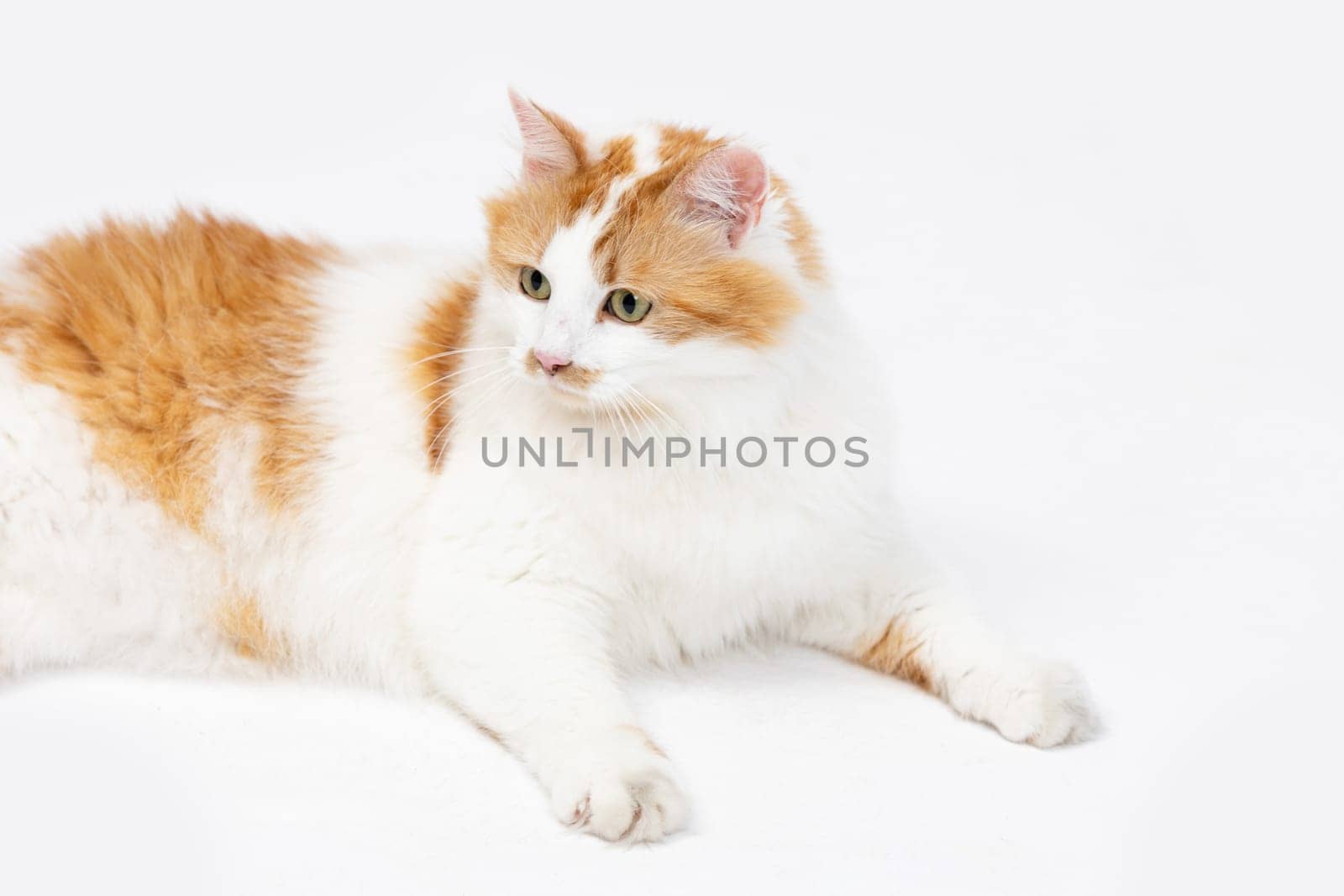 A charming orange and white cat is lounging gracefully while relaxing against a clean, pure white backdrop